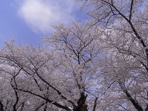 北上展勝地の桜12