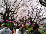 幸手権現堂堤の桜09