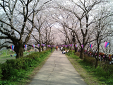 幸手権現堂堤の桜02