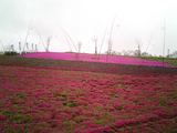太田市北部運動公園の芝桜18