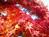 大芦渓谷の紅葉09