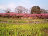 古河桃まつり4