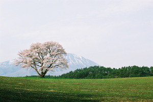 小岩井農場一本桜02