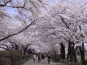 北上展勝地の桜18