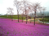 太田市北部運動公園の芝桜05