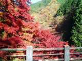 大芦渓谷の紅葉04