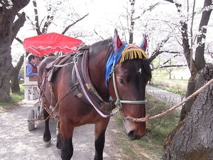 北上展勝地の桜22