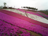 太田市北部運動公園の芝桜01