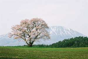 小岩井農場一本桜03