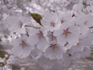 北上展勝地の桜16
