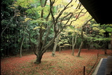 高桐院5