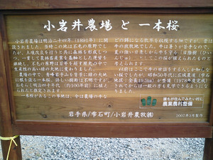 小岩井農場一本桜06