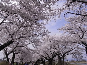 北上展勝地の桜14