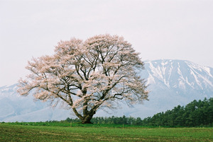 小岩井農場一本桜01