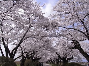 北上展勝地の桜13