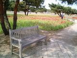 ひたち海浜公園ポピーとバラ05