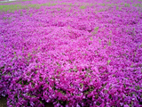 太田市北部運動公園の芝桜15