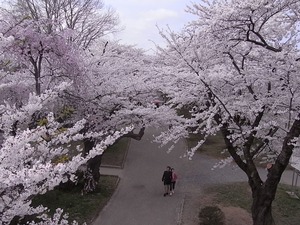 北上展勝地の桜09