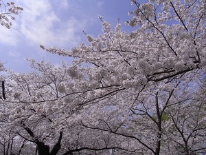 北上展勝地の桜19