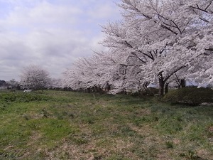 北上展勝地の桜03