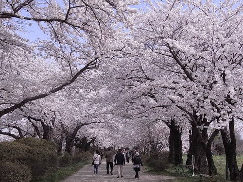 北上展勝地の桜00
