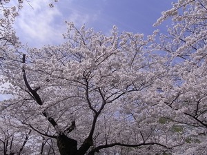 北上展勝地の桜20