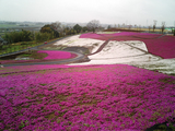 太田市北部運動公園の芝桜11