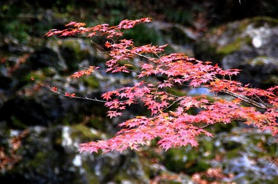 DSC_5921-1