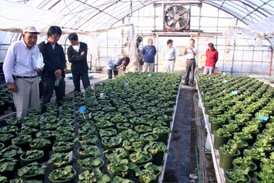北陸で唯一の桂華生産者