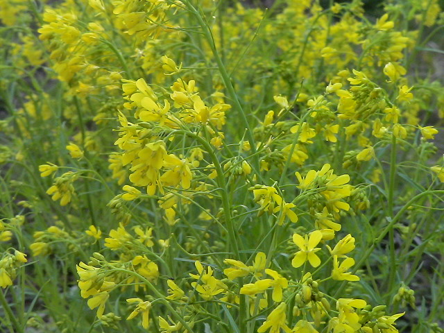 100308flower