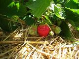 Berry 021