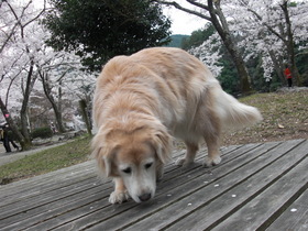 2009_0401_135133-CIMG4618