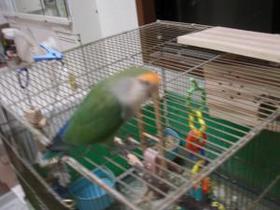 CIMG3864_convert_20081113213912