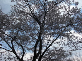 2009_0401_132216-CIMG4613