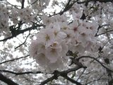 sakura4
