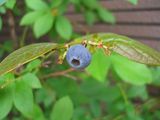 blueberry
