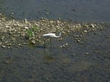 efish2