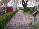 flowershower1