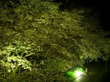 flowershower3