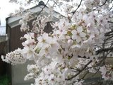 sakura3