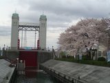 sakura1
