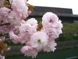 okazaki