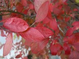 redblueberry