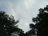 yosino7