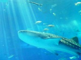 �W���x�C�U��