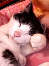 ¤¦¤Ë¤å¢ö¤Ý¤ÁÇ071202_2332~002.jpg