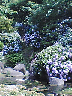 ajisai