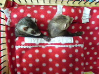 bed