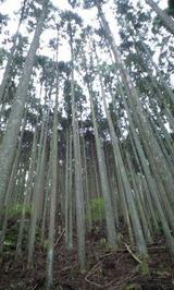 杉山