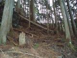 sugi